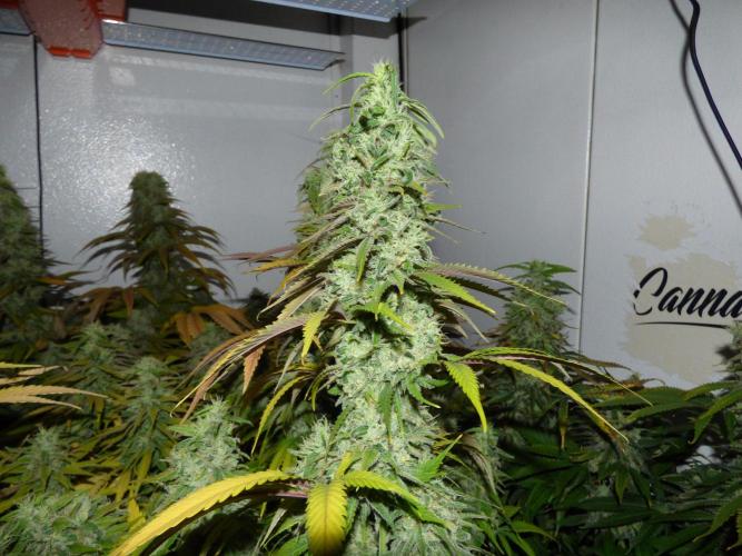 Zokas Sapphire Fem – Grow Update 🌱. Week 16
