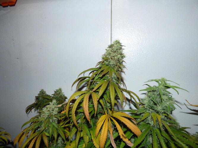 Zokas Sapphire Fem – Grow Update 🌱. Week 16
