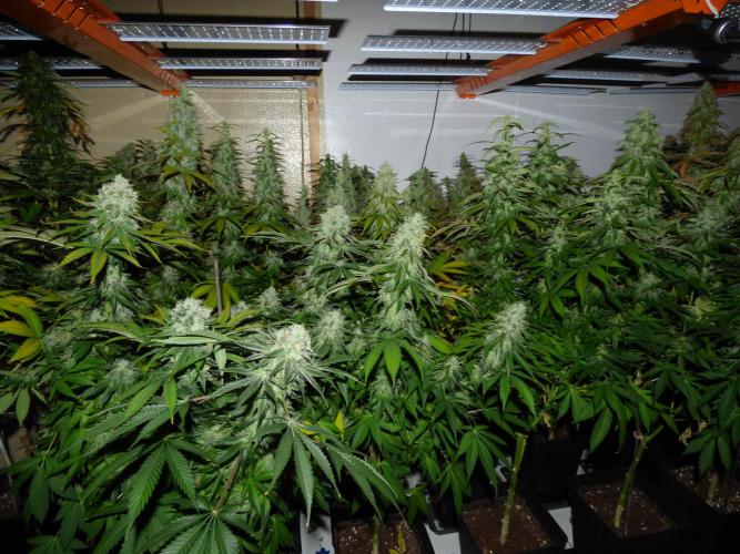 Troyana Fem – Grow Update 🌱. Week 16