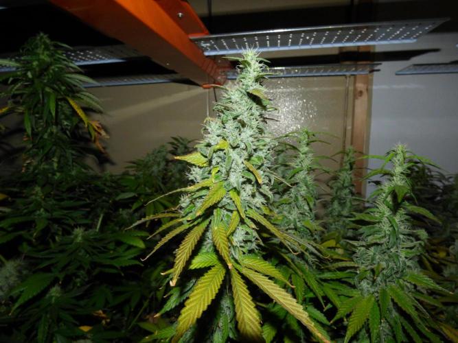 Troyana Fem – Grow Update 🌱. Week 16