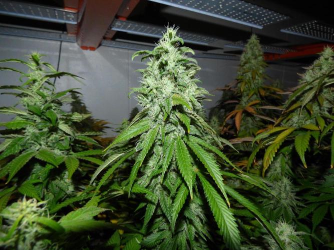 Troyana Fem – Grow Update 🌱. Week 16