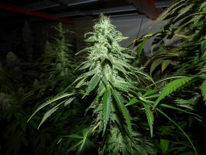 Troyana Fem – Grow Update 🌱. Week 16