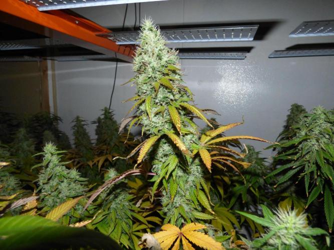 Troyana Fem – Grow Update 🌱. Week 16
