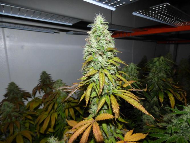 Troyana Fem – Grow Update 🌱. Week 16