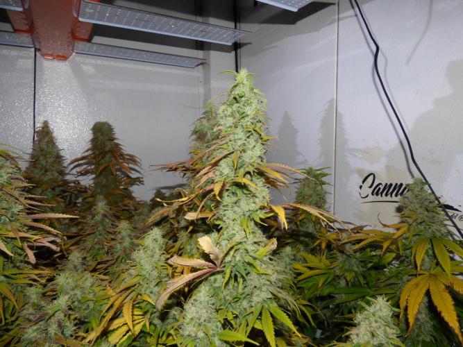 Zokas Sapphire Fem – Grow Update 🌱. Week 17