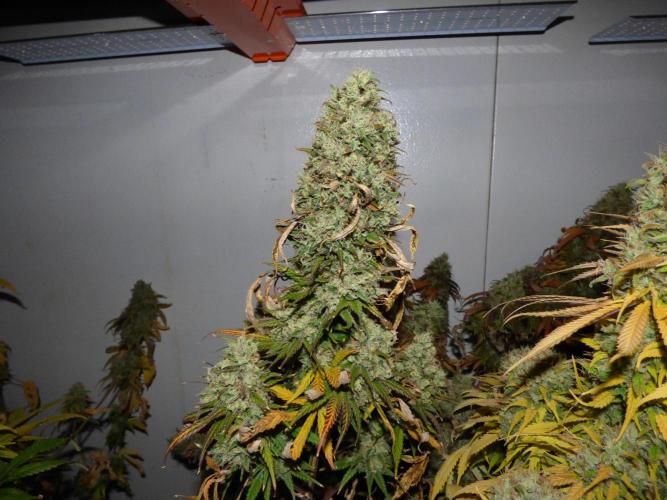 Zokas Sapphire Fem – Grow Update 🌱. Week 17