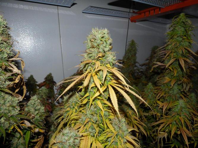 Zokas Sapphire Fem – Grow Update 🌱. Week 17