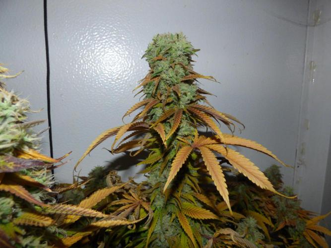 Zokas Sapphire Fem – Grow Update 🌱. Week 17