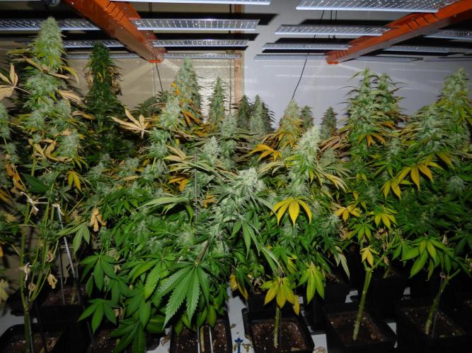 Troyana Fem – Grow Update 🌱. Week 17