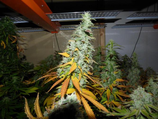 Troyana Fem – Grow Update 🌱. Week 17