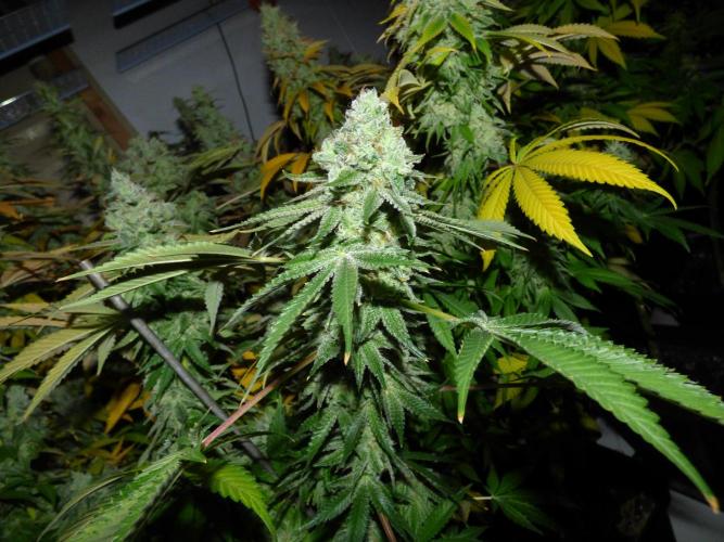 Troyana Fem – Grow Update 🌱. Week 17