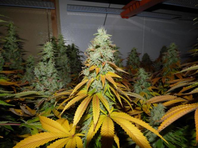 Troyana Fem – Grow Update 🌱. Week 17