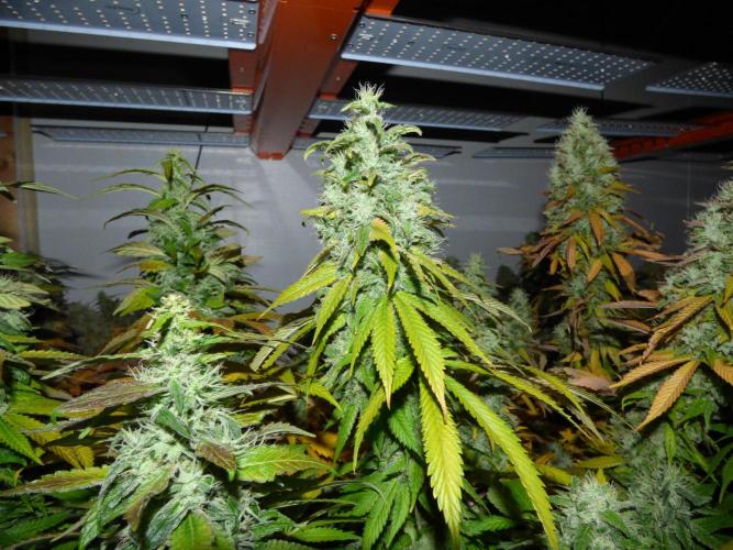 Troyana Fem – Grow Update 🌱. Week 17