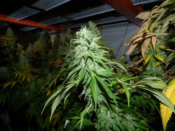 Troyana Fem – Grow Update 🌱. Week 17
