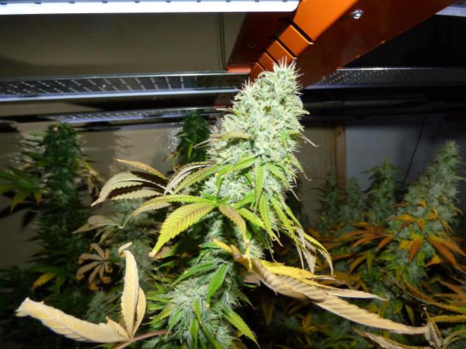 Troyana Fem – Grow Update 🌱. Week 17