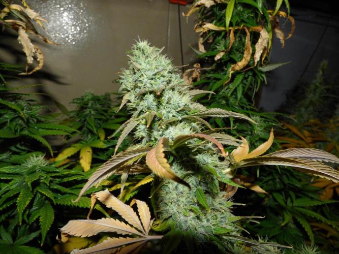 Troyana Fem – Grow Update 🌱. Week 17