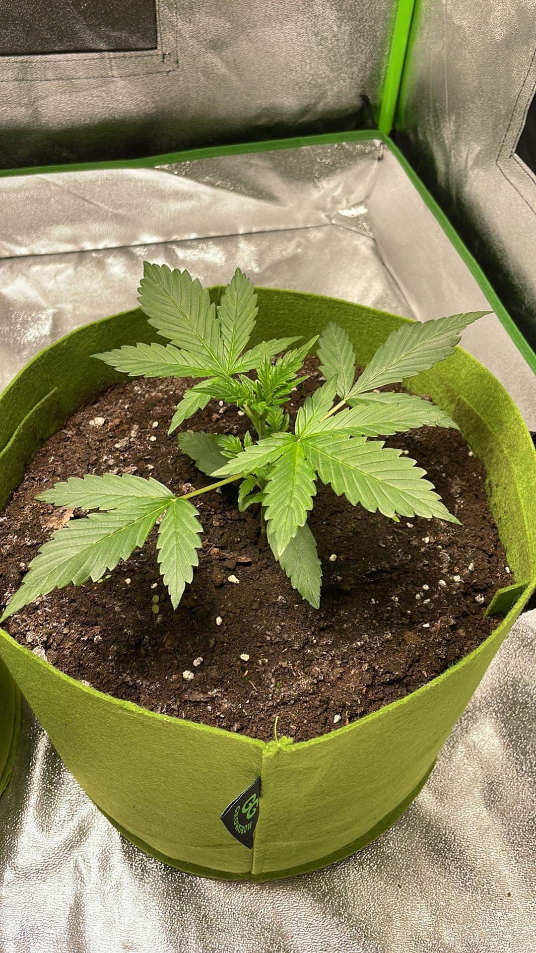 Dutch Passion Auto Banana Blaze grow diary (journal) week3 by AlexxxLab