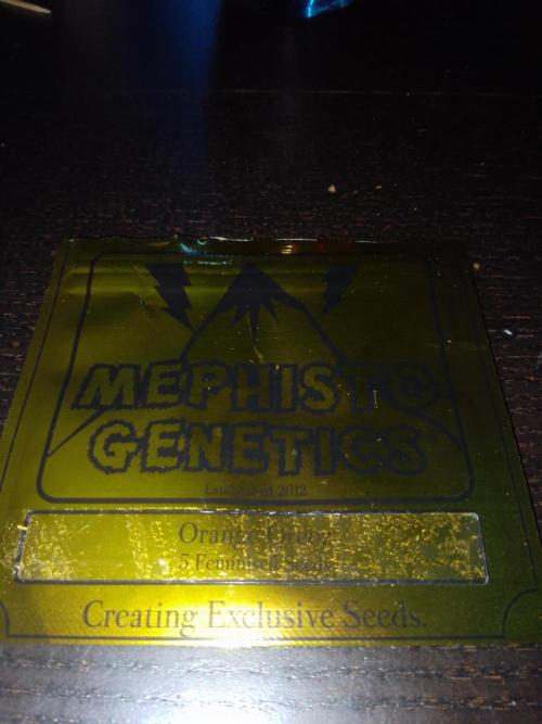 Orange 🍊 oreoz. Week 0