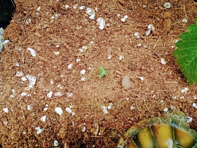 Orange 🍊 oreoz. Week 0