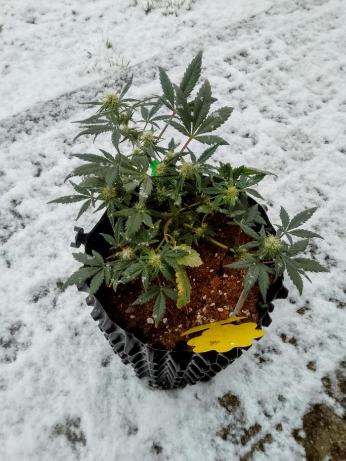 Orange 🍊 oreoz. Week 3 - Happy growing 