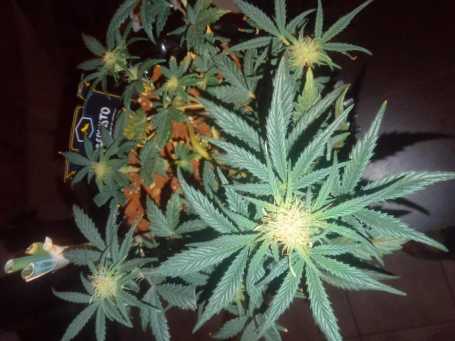 Orange 🍊 oreoz. Week 6 - Happy growing 