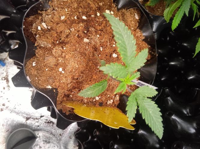 Lemonheads 4 x Dante's Wrath. Week 1