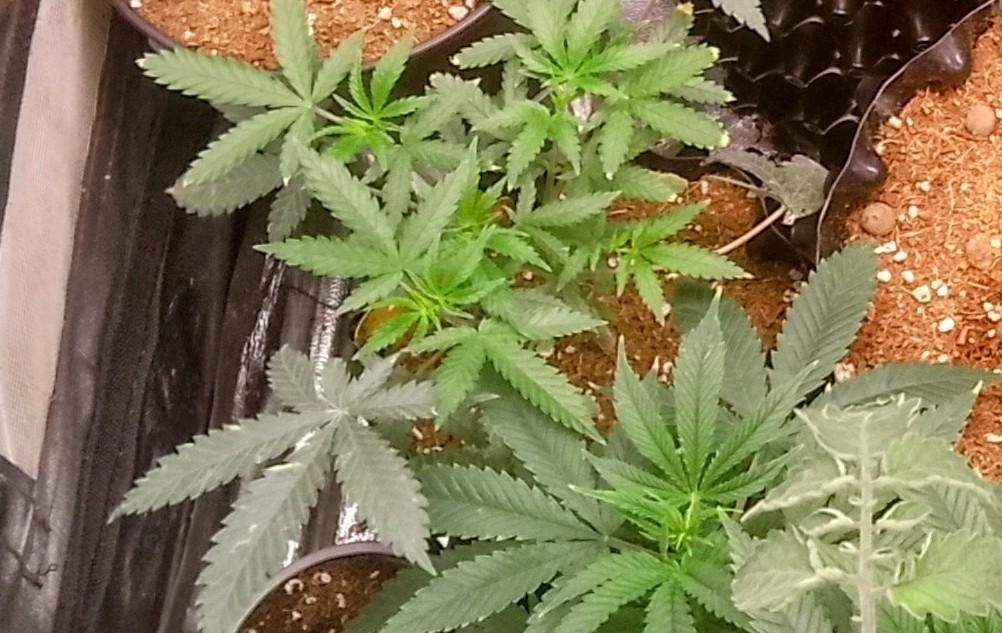 Lemonheads 4 x Dante's Wrath. Week 4