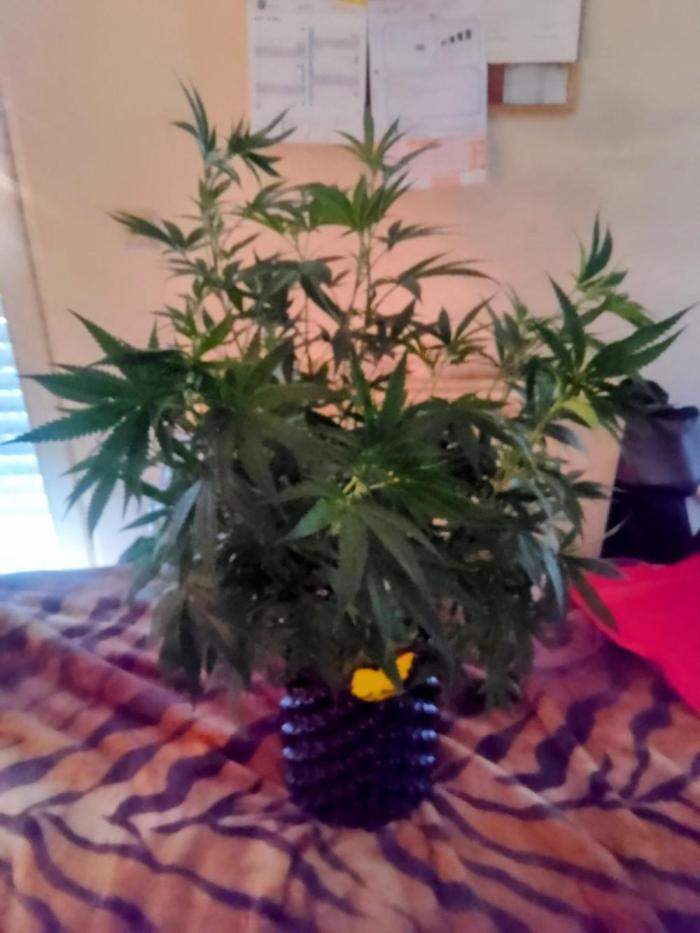 Lemonheads 4 x Dante's Wrath. Week 8