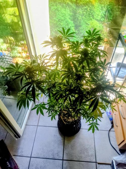 Lemonheads 4 x Dante's Wrath. Week 12