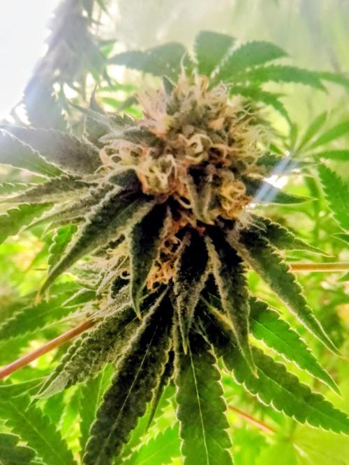 Lemonheads 4 x Dante's Wrath. Week 12