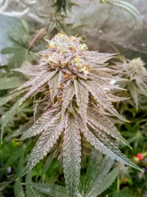 Lemonheads 4 x Dante's Wrath. Week 14