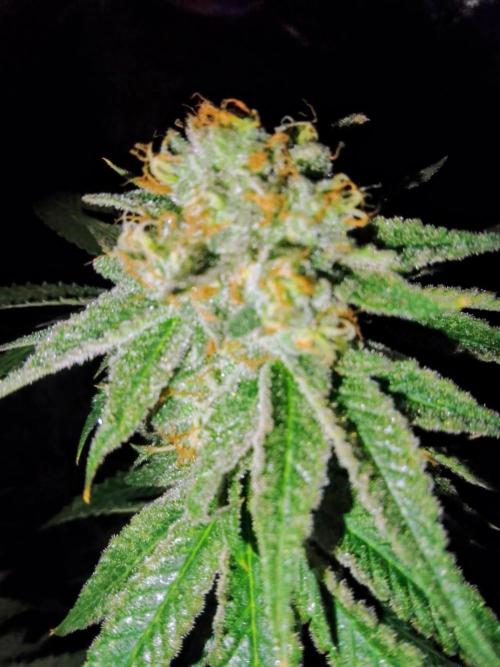 Lemonheads 4 x Dante's Wrath. Week 14