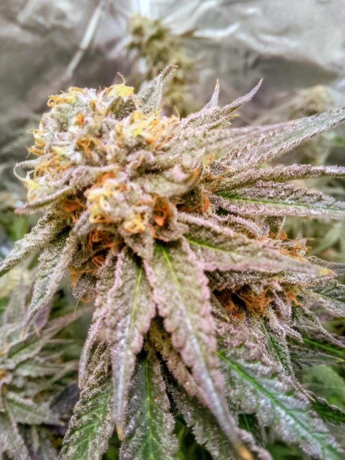 Lemonheads 4 x Dante's Wrath. Week 16