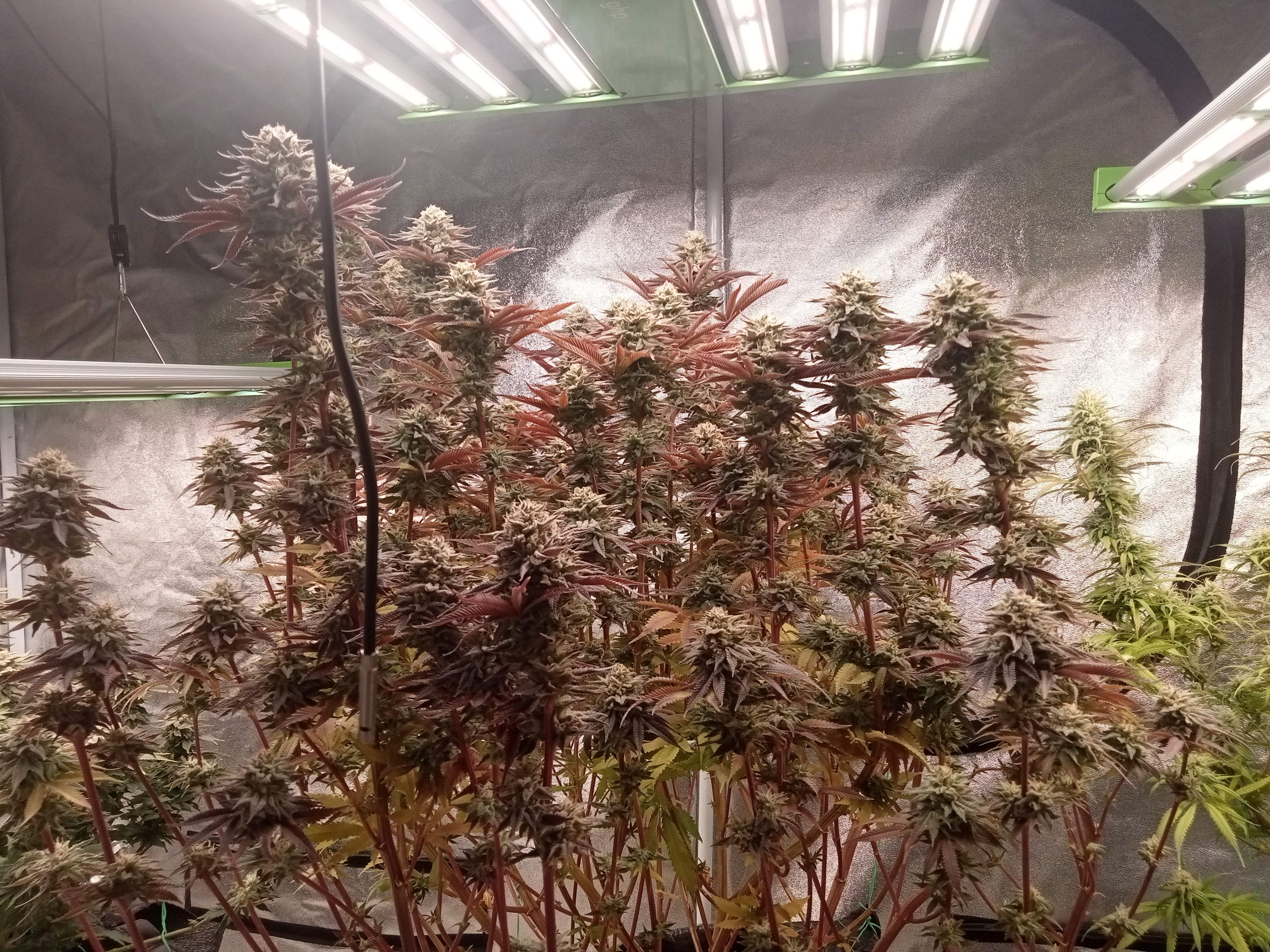 Barney's Farm Runtz x Layer Cake grow diary (journal) week1 by