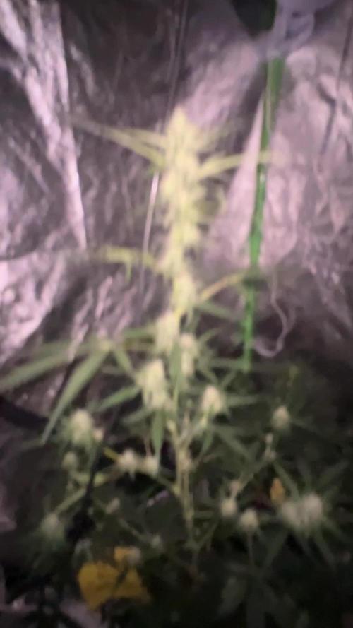 RQS Tropicana cookies purple, GDP