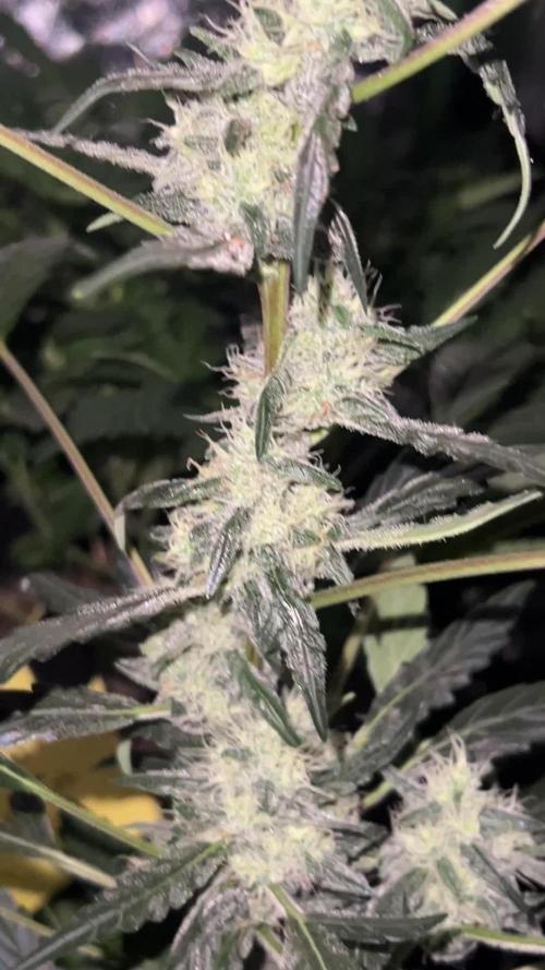 RQS Tropicana cookies purple, GDP