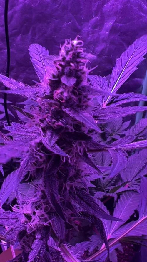 RQS Tropicana cookies purple, GDP