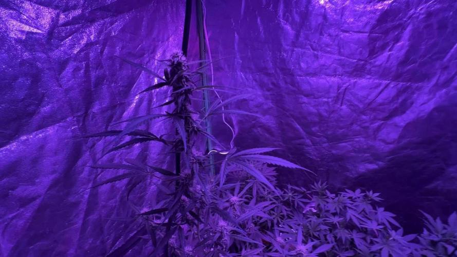 RQS Tropicana cookies purple, GDP