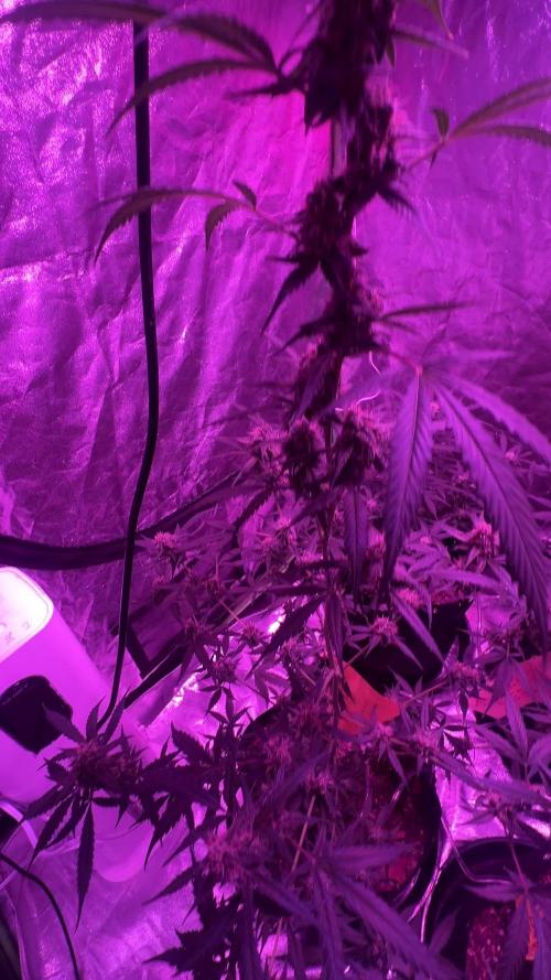 RQS Tropicana cookies purple, GDP