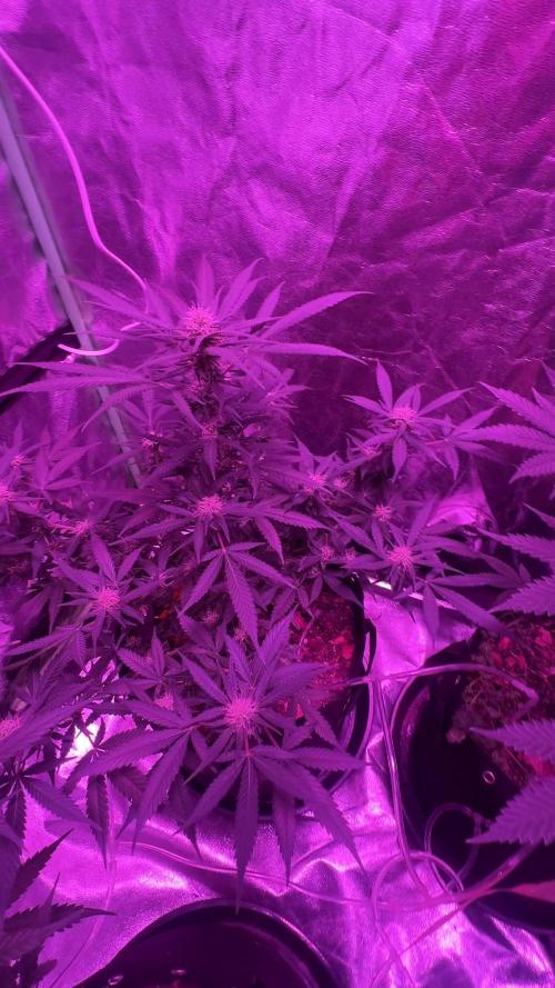 RQS Tropicana cookies purple, GDP