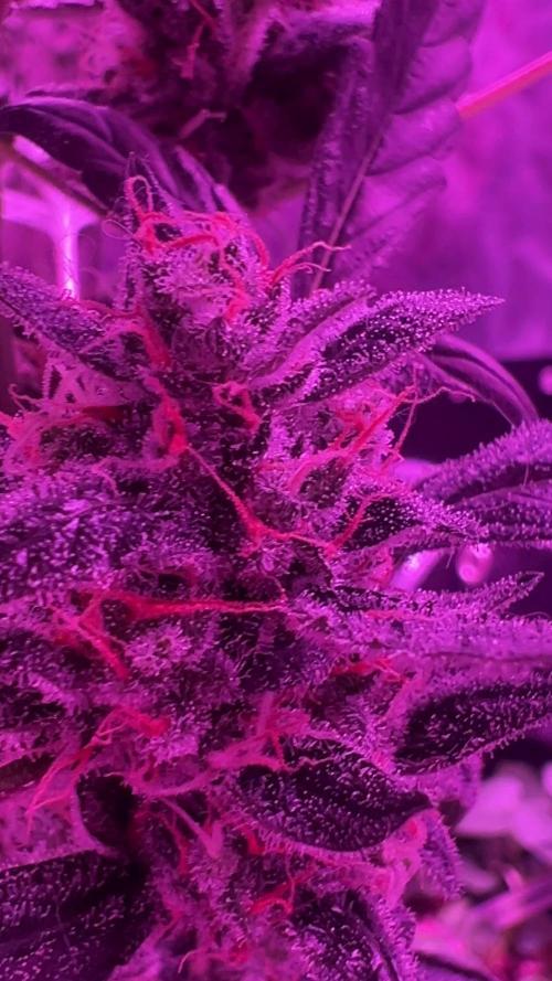 RQS Tropicana cookies purple, GDP