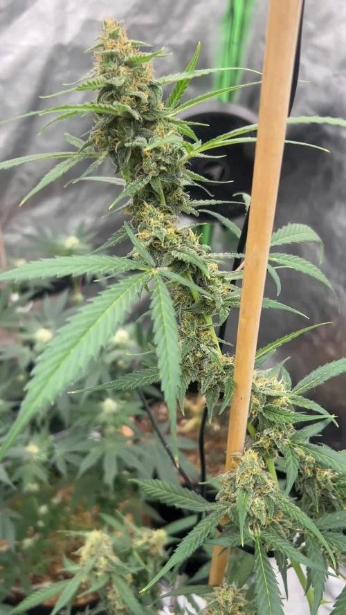 RQS Tropicana cookies purple, GDP