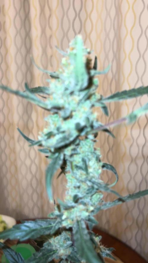 RQS Tropicana cookies purple, GDP