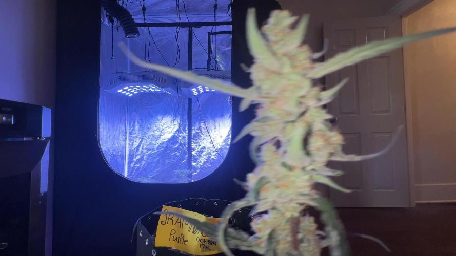 RQS Tropicana cookies purple, GDP