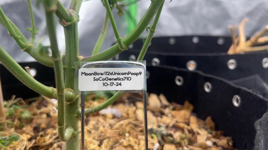 MoonBow112IX crosses Socalgenetics710