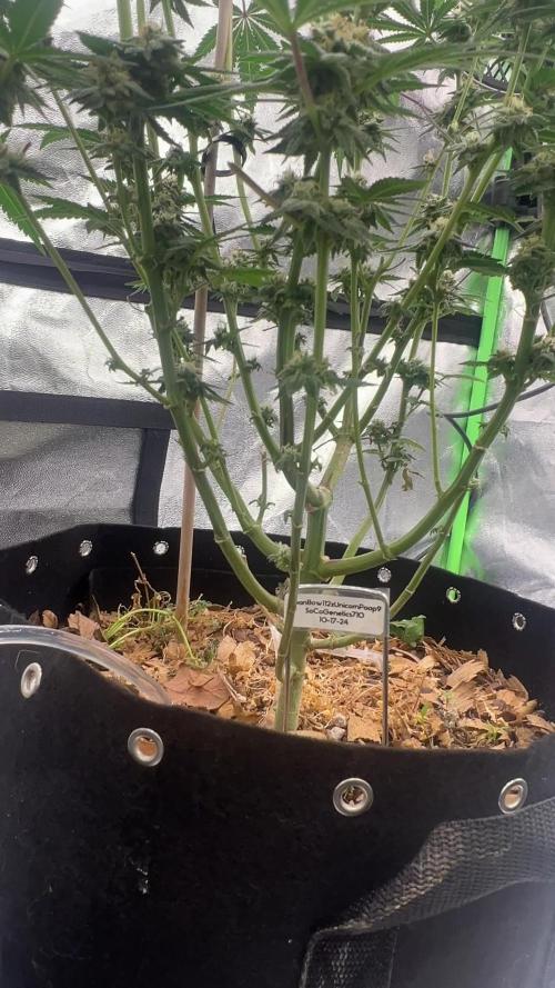 MoonBow112IX crosses Socalgenetics710