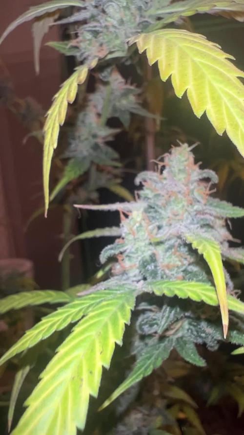 RQS Tropicana cookies purple, GDP