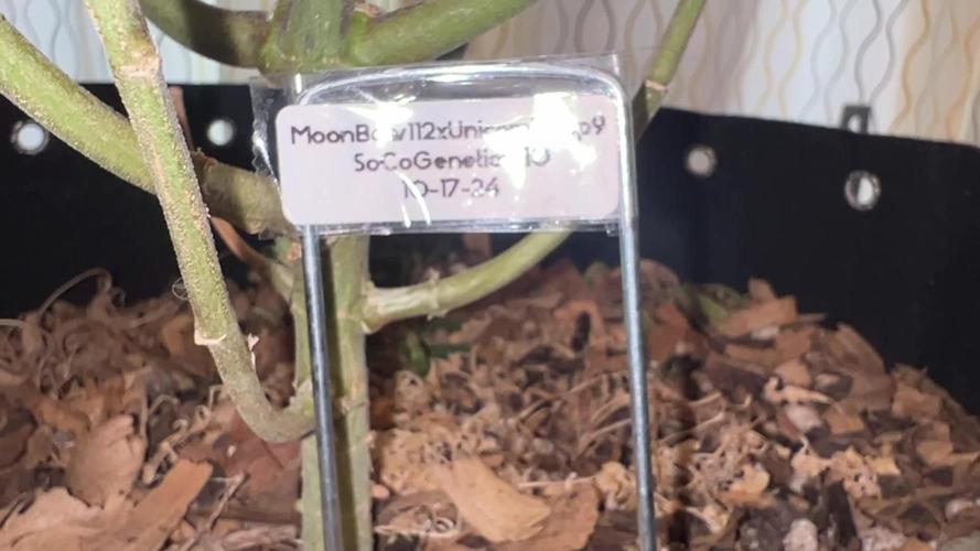 MoonBow112IX crosses Socalgenetics710