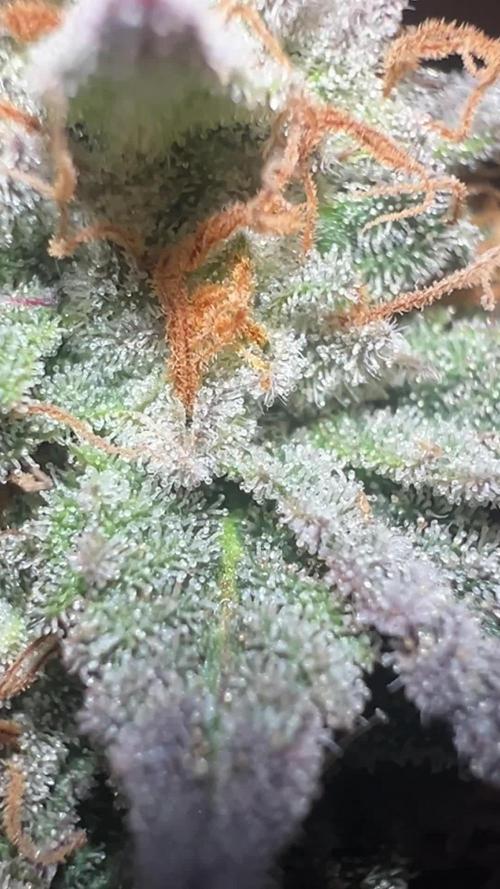 MoonBow112IX crosses Socalgenetics710