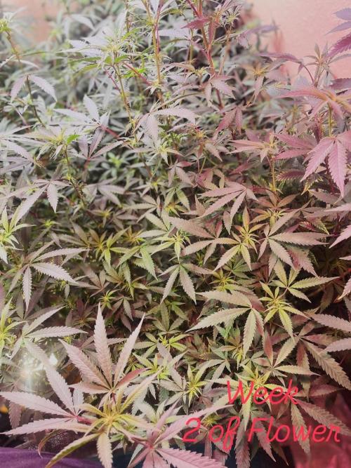 Kelly Manelly and Cherry Bang bang. Week 8